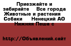 Приезжайте и забирайте. - Все города Животные и растения » Собаки   . Ненецкий АО,Нижняя Пеша с.